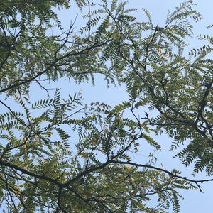 Meet your Posher, Carla